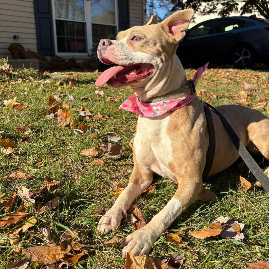 Poptart (Fancy), a Adoptable Terrier in Flintstone, MD image 2/6