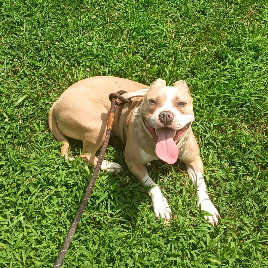 Poptart (Fancy), a Adoptable Terrier in Flintstone, MD image 5/6