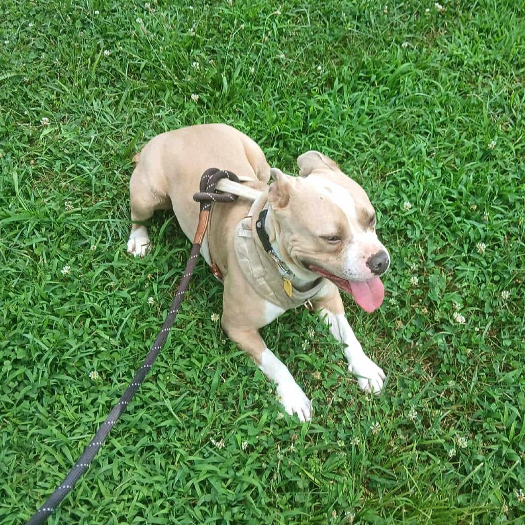 Poptart (Fancy), a Adoptable Terrier in Flintstone, MD image 6/6