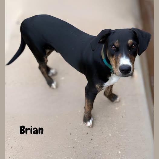 Brian, Adoptable, Young Male Labrador Retriever.