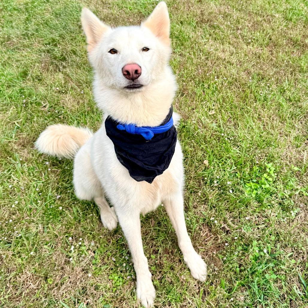 Enlarge Angus, a Adopted Husky in Bellingham, WA image 3/6