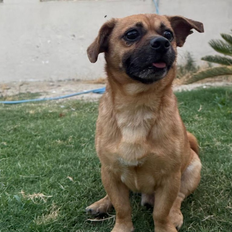 Sebastian, Adult Male Dachshund