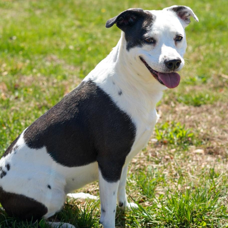 Enlarge Lucy, a ADOPTABLE Mixed Breed in Stafford, VA image 3/3