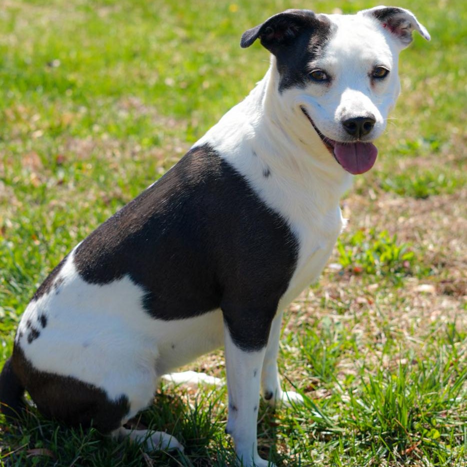 Enlarge Lucy, a ADOPTABLE Mixed Breed in Stafford, VA image 1/3