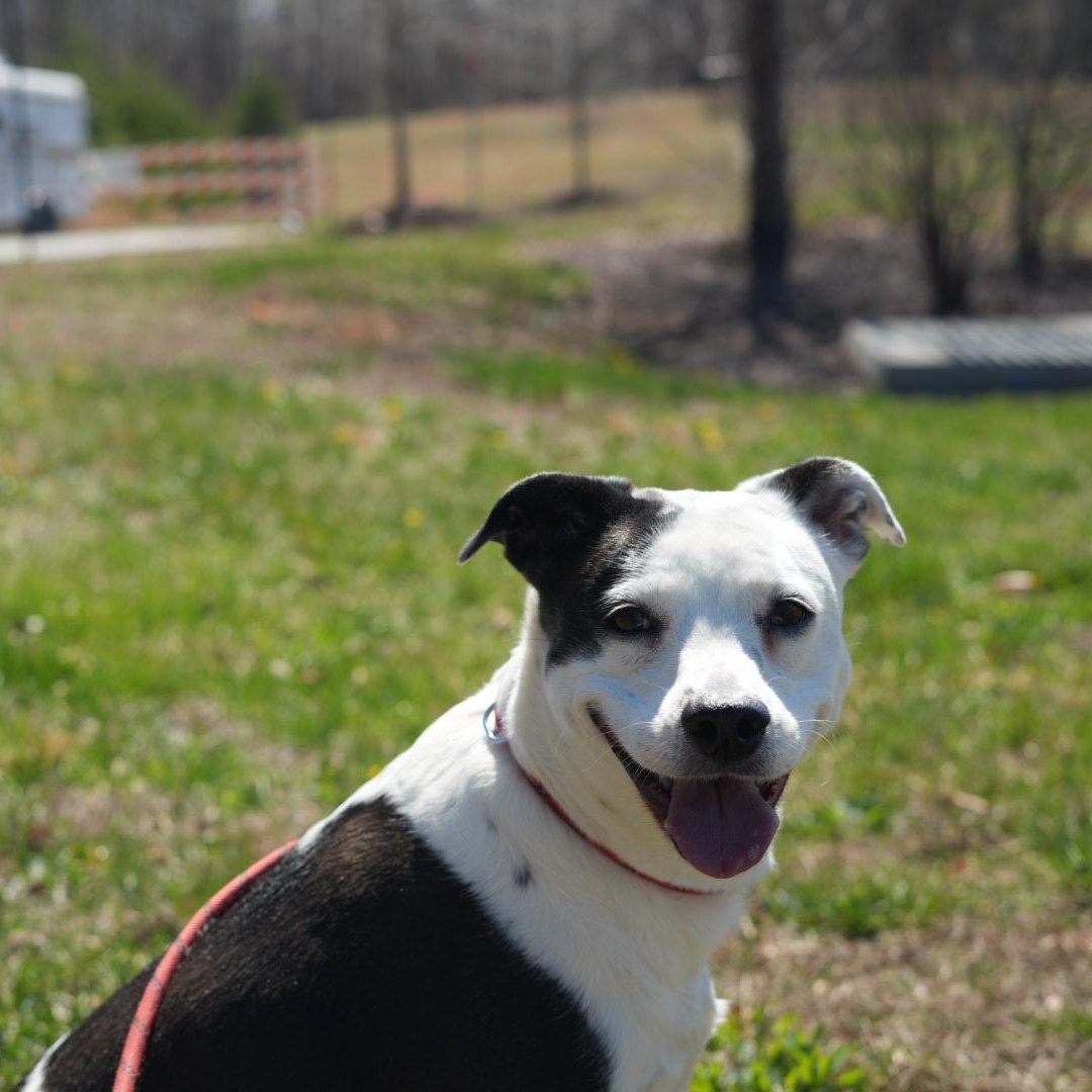 Enlarge Lucy, a ADOPTABLE Mixed Breed in Stafford, VA image 2/3