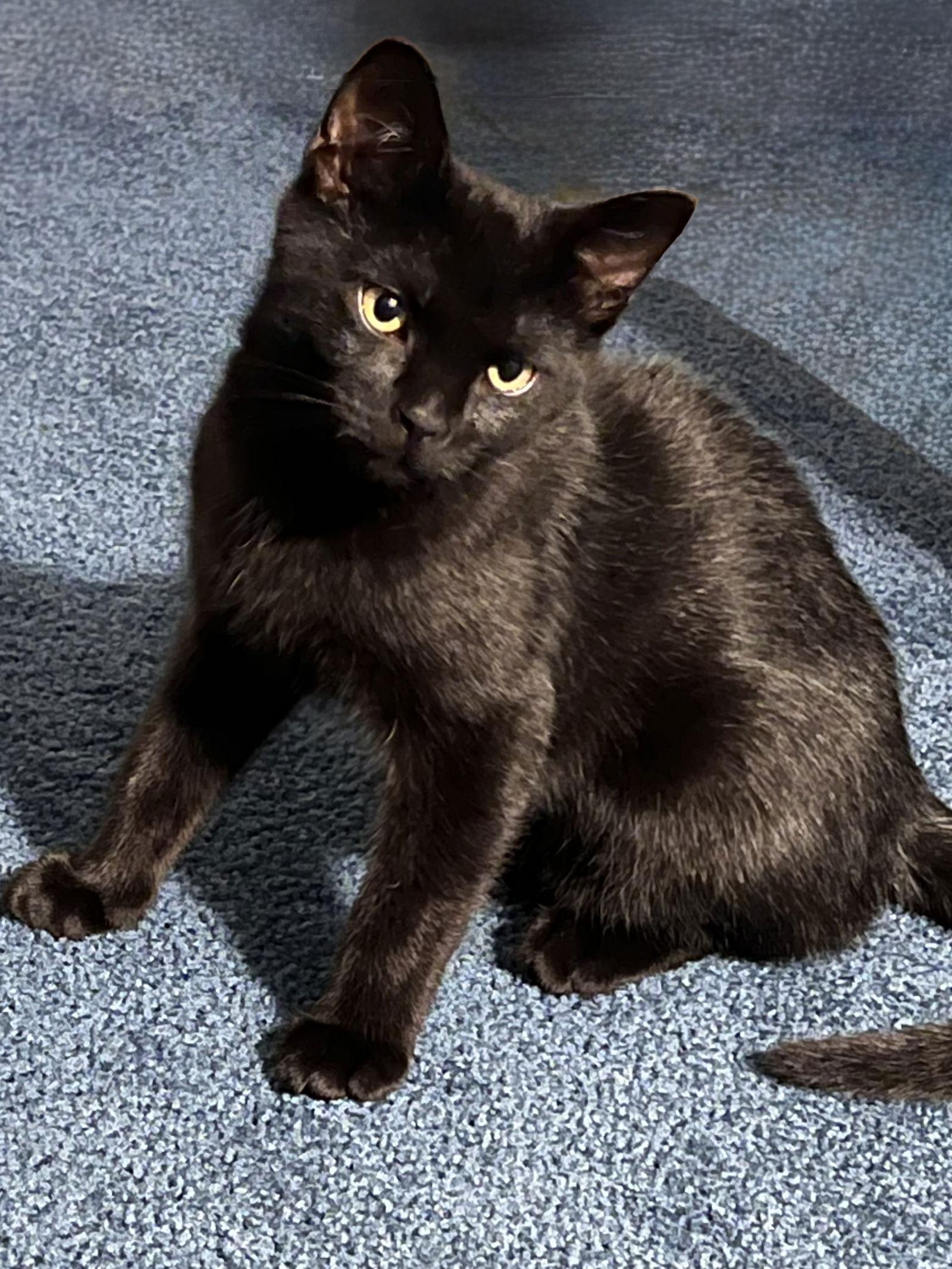 Coal, Adopted, Kitten Male Domestic Short Hair.