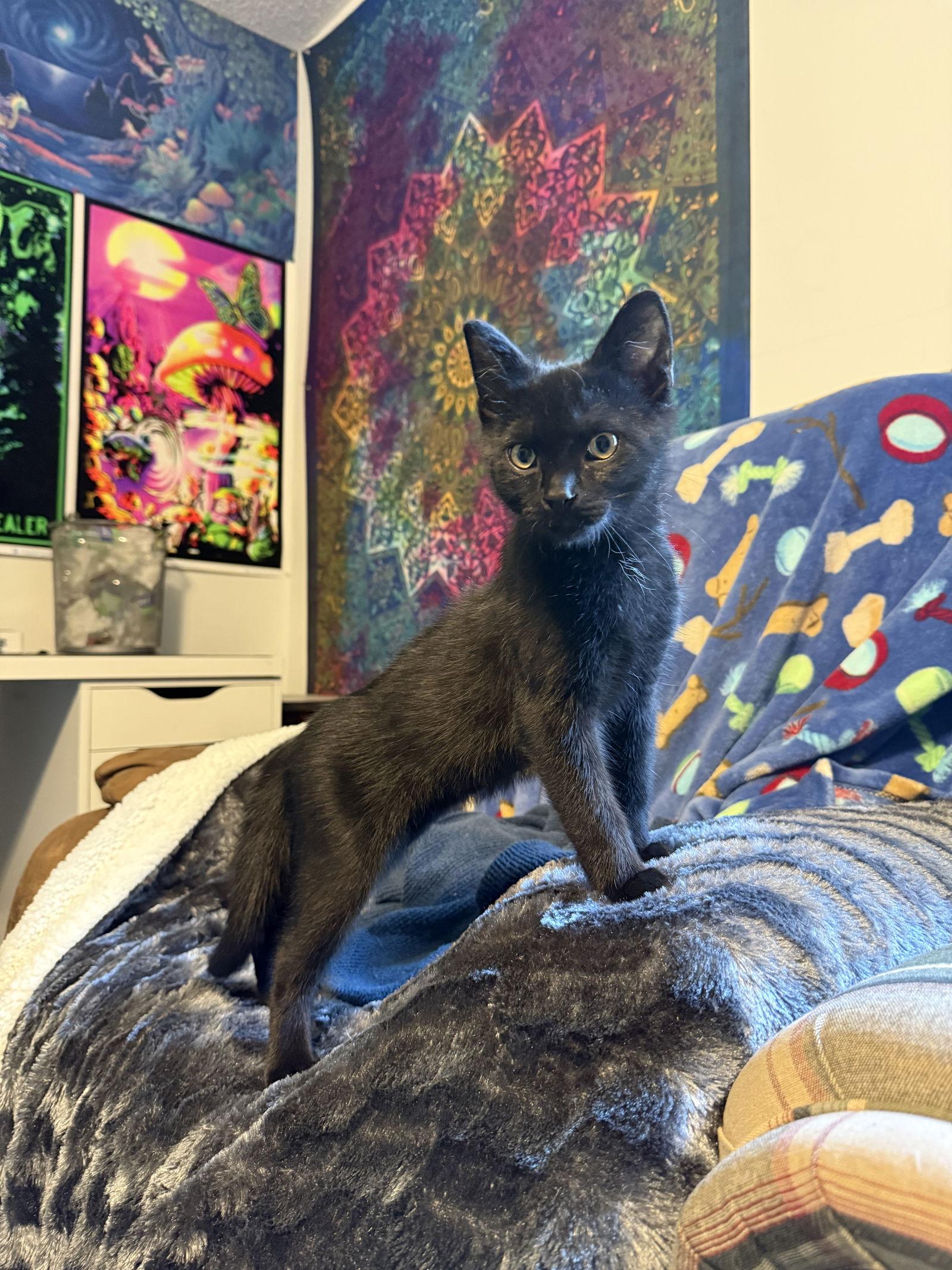 Enlarge Coal, a Adopted Domestic Short Hair in Mooresville, NC image 2/3