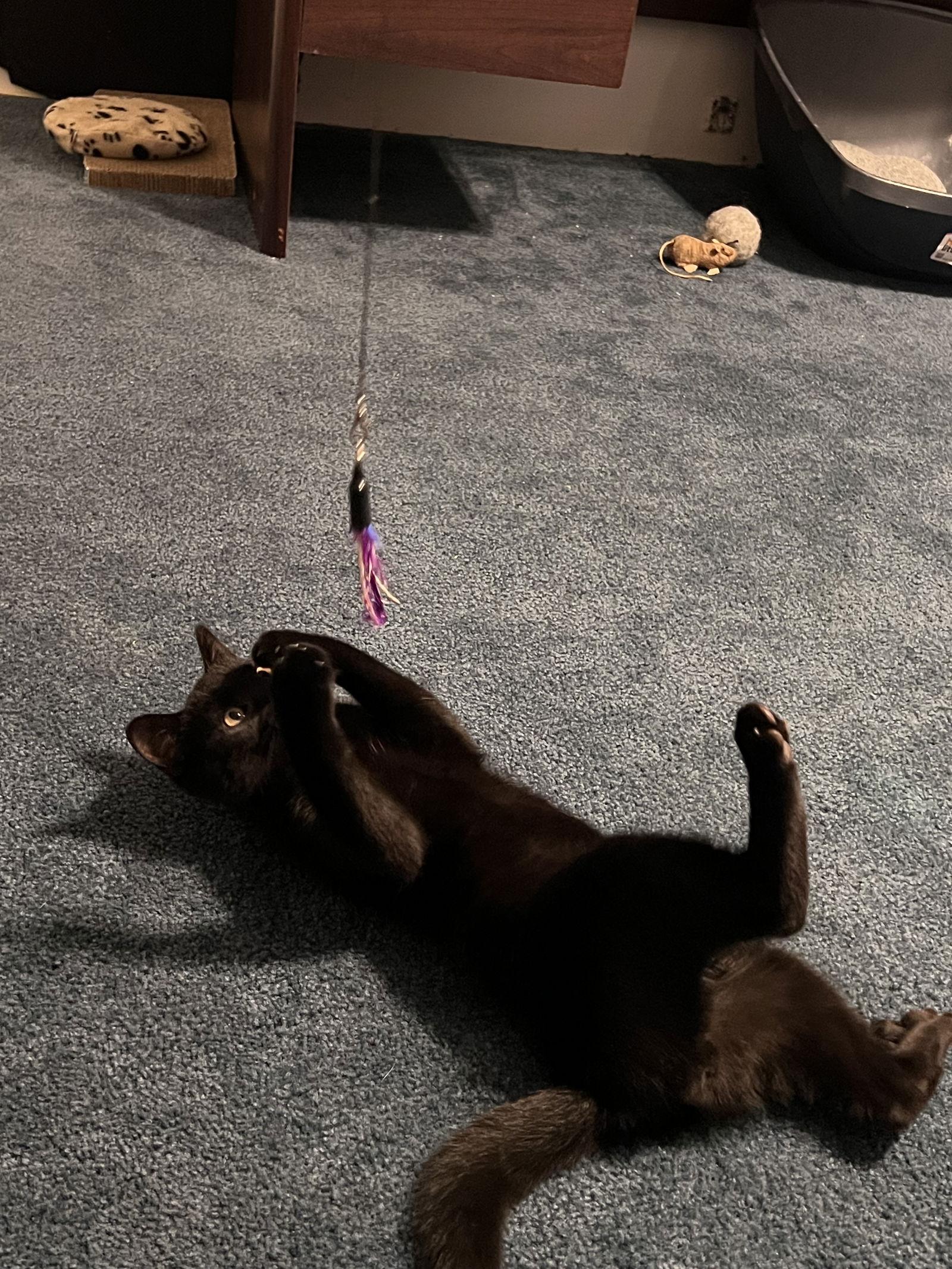 Enlarge Coal, a Adopted Domestic Short Hair in Mooresville, NC image 3/3