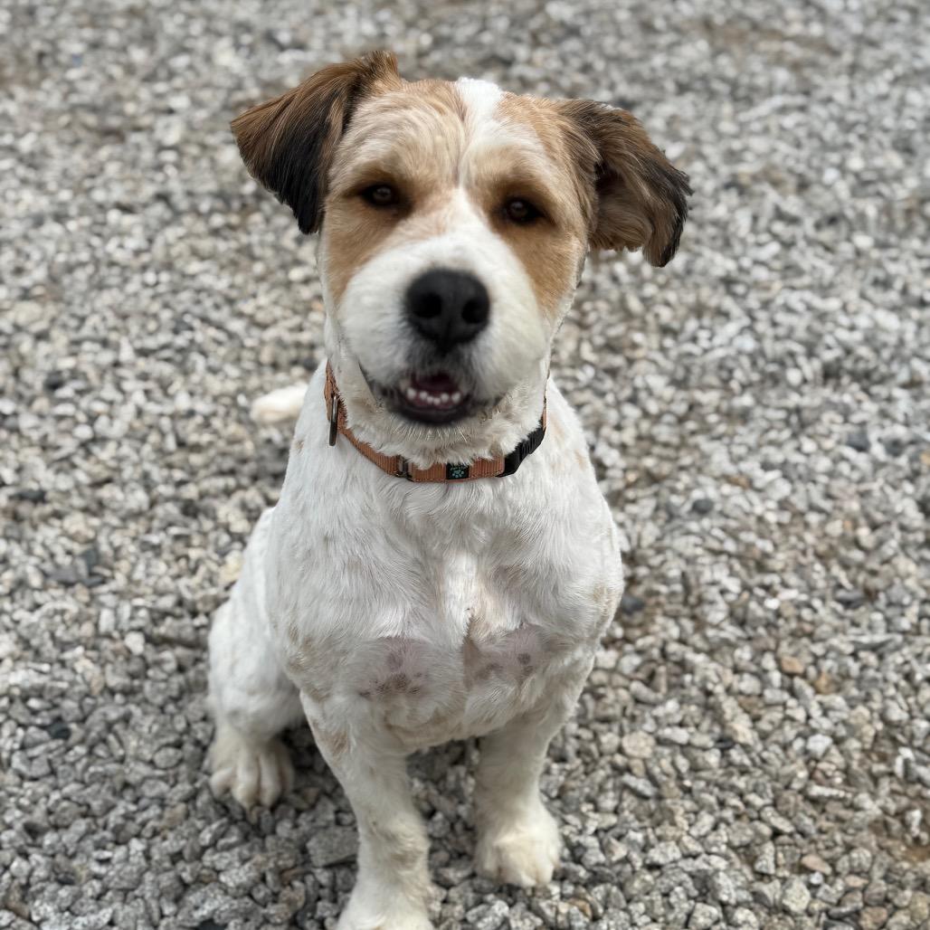 Hoss, a Adoptable Mixed Breed in Oxford, ME image 1/6