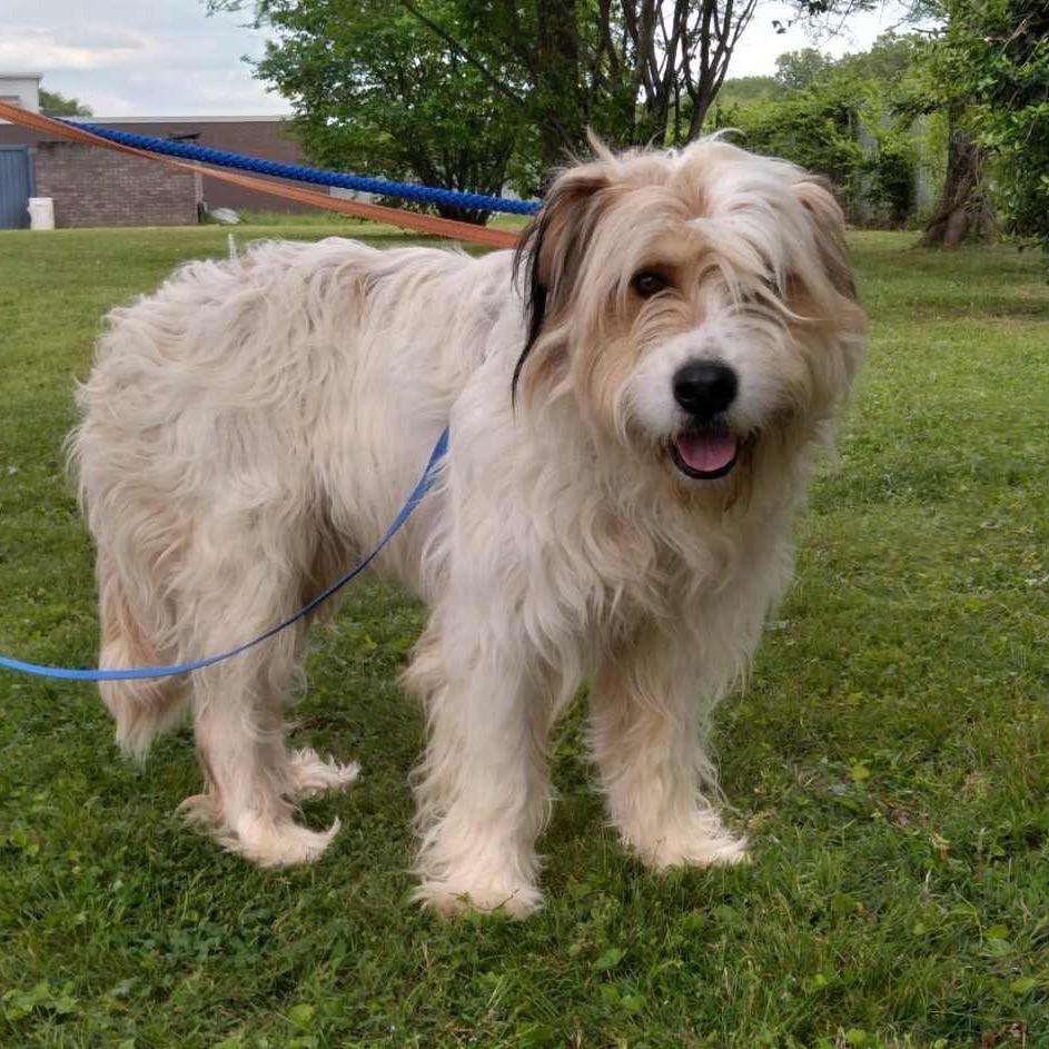 Hoss, a Adoptable Mixed Breed in Oxford, ME image 1/6