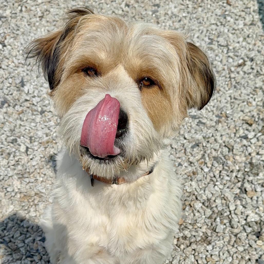 Hoss, a Adoptable Mixed Breed in Oxford, ME image 2/6