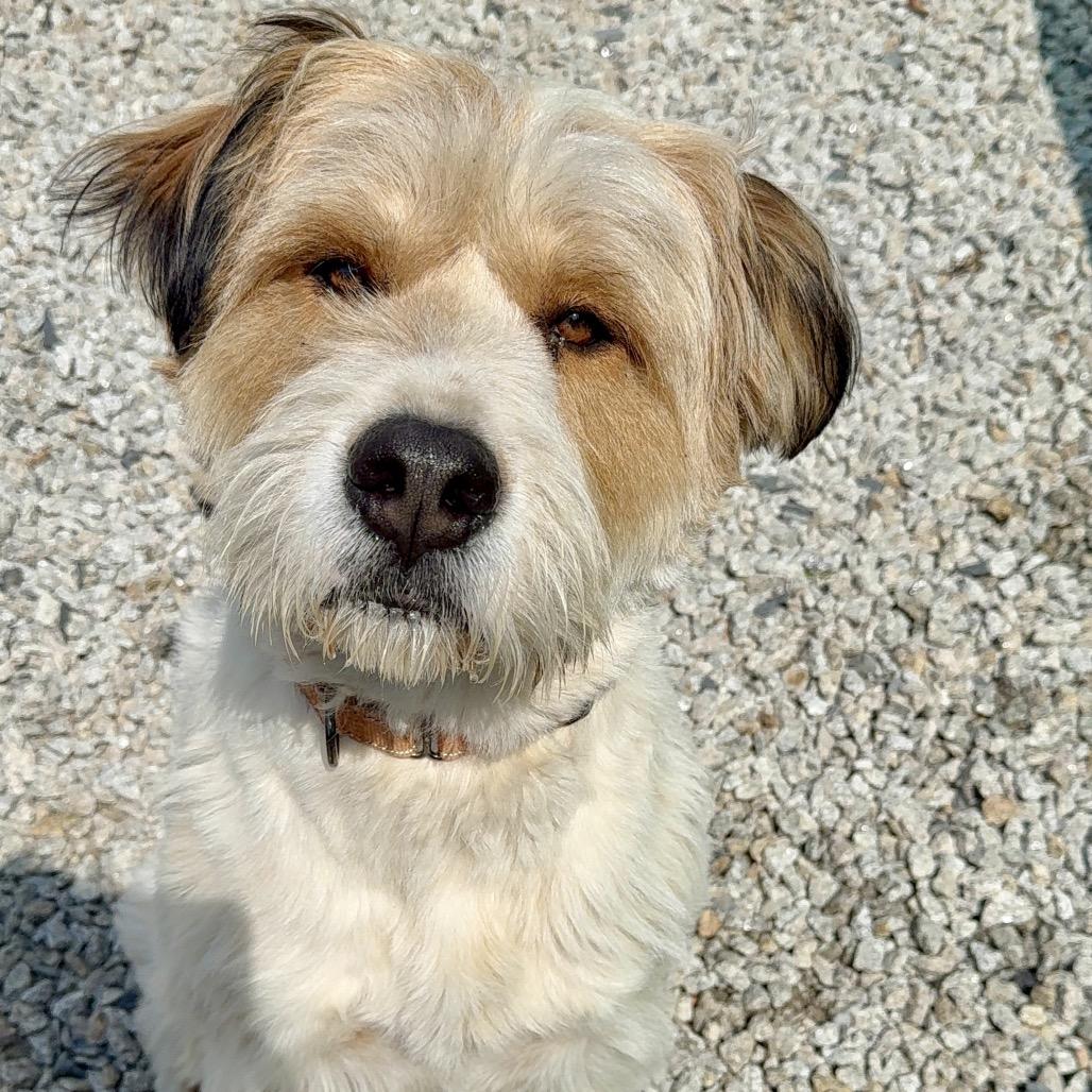 Hoss, a Adoptable Mixed Breed in Oxford, ME image 3/6