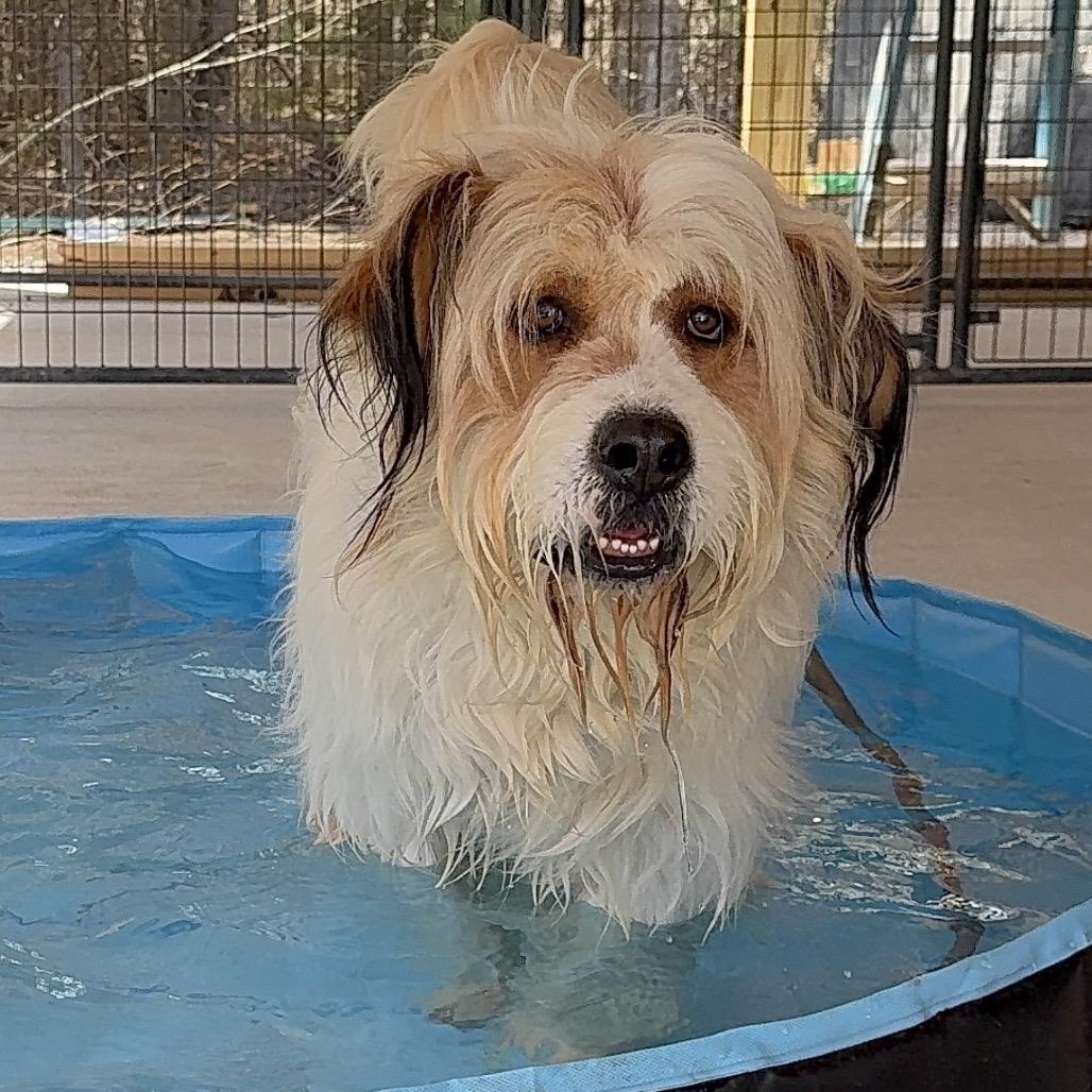 Hoss, a Adoptable Mixed Breed in Oxford, ME image 4/6