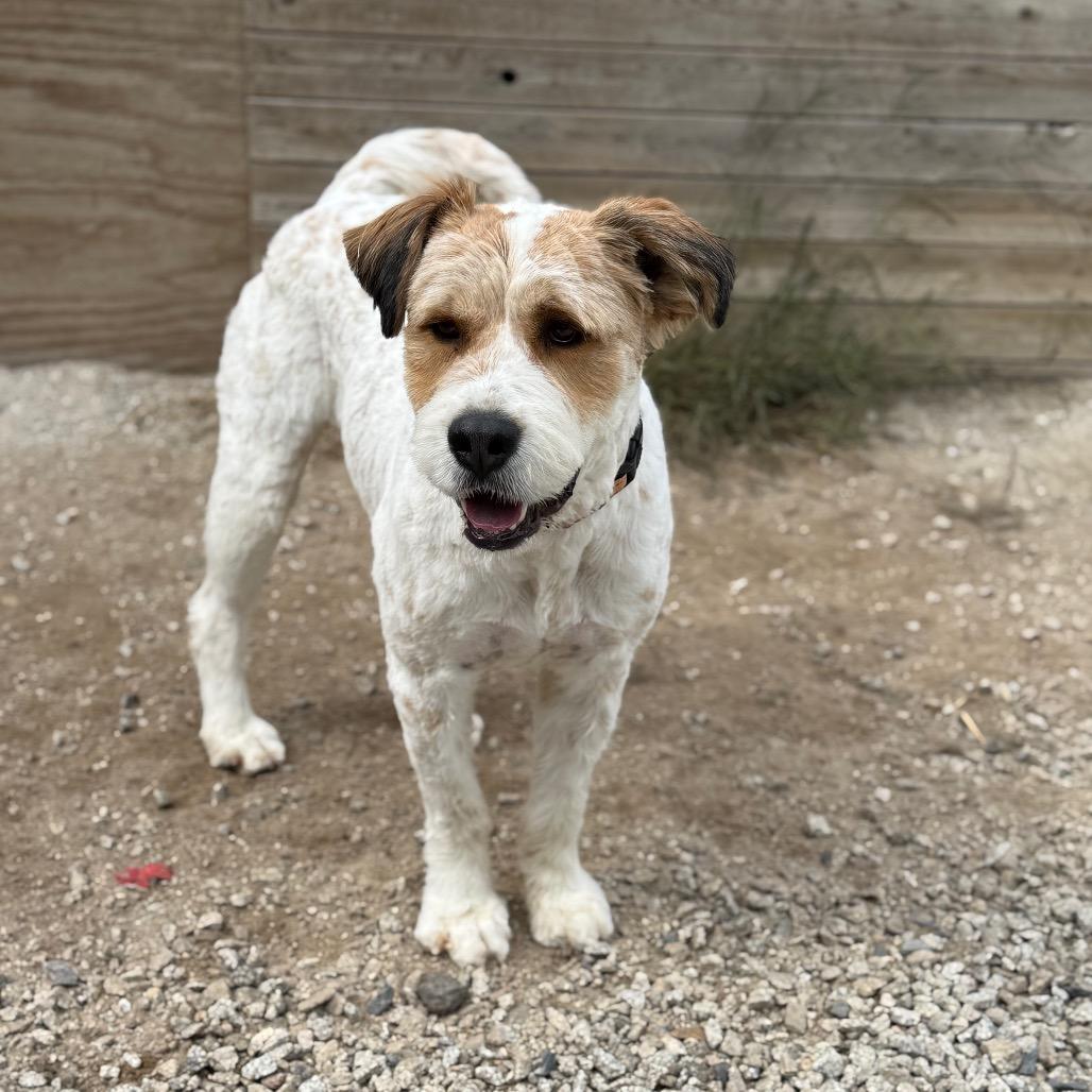 Hoss, a Adoptable Mixed Breed in Oxford, ME image 5/6