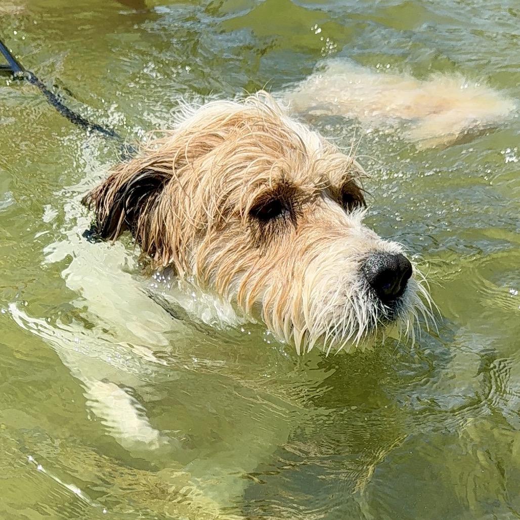 Hoss, a Adoptable Mixed Breed in Oxford, ME image 5/6