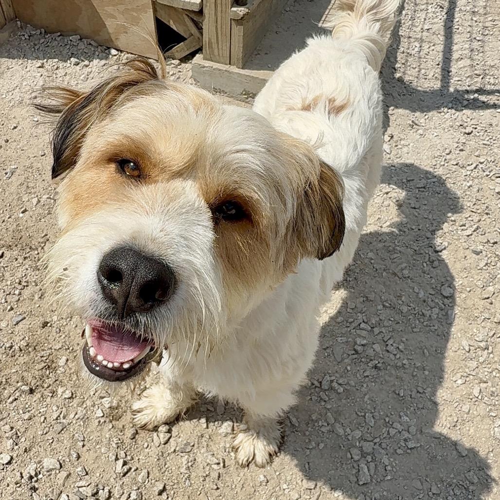 Hoss, a Adoptable Mixed Breed in Oxford, ME image 6/6