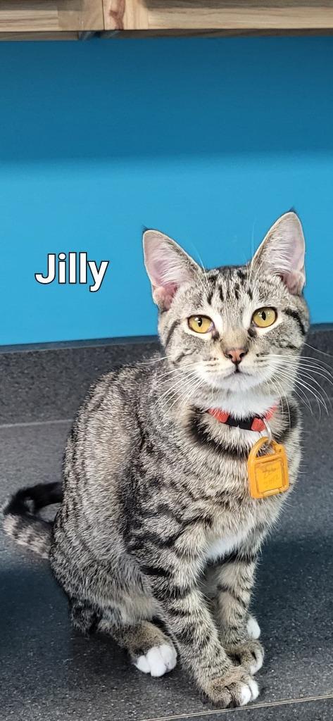 Enlarge Jilly, a Adoptable Domestic Short Hair in Kendallville, IN image 1/1