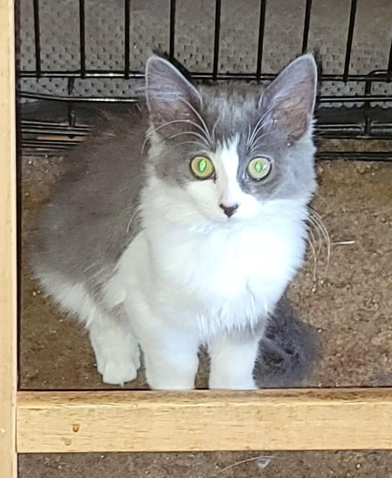 Buttercup, Adoptable, Kitten Female Domestic Medium Hair.