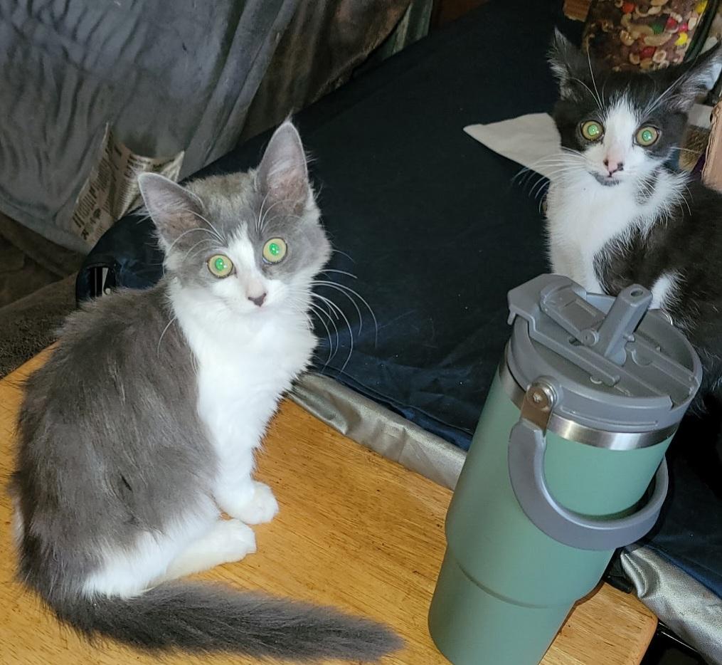 Enlarge Buttercup, a Adoptable Domestic Medium Hair in Springfield, OR image 2/5