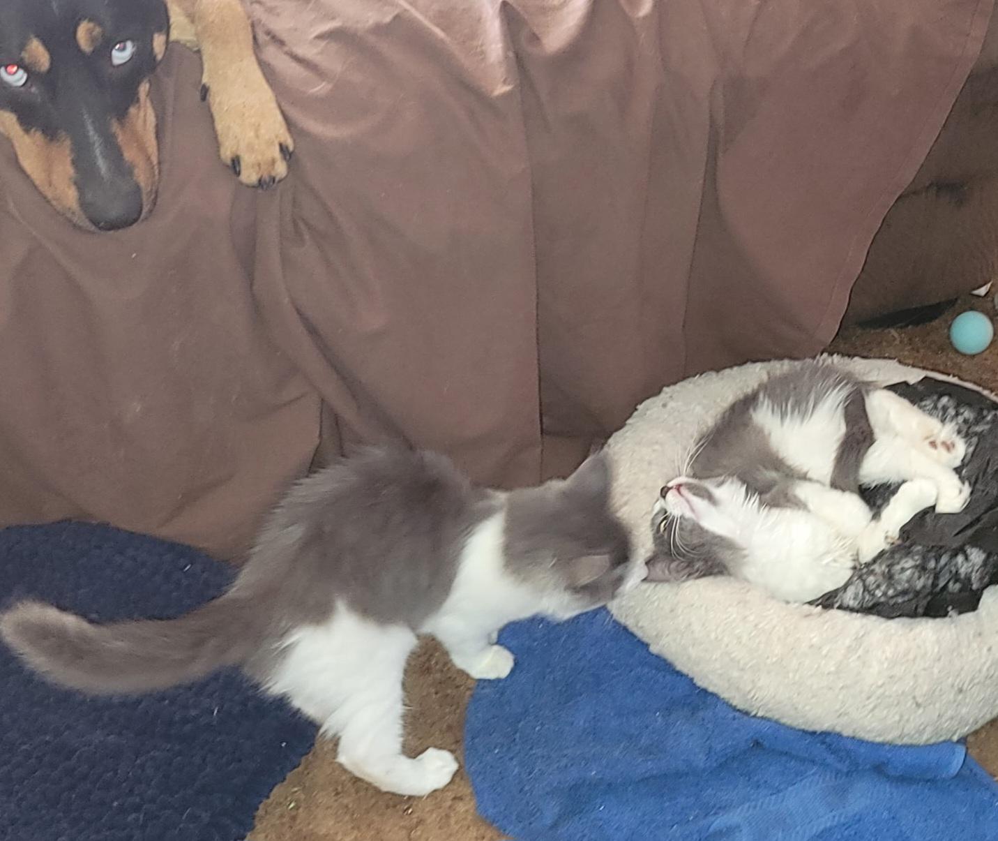 Enlarge Buttercup, a Adoptable Domestic Medium Hair in Springfield, OR image 4/5