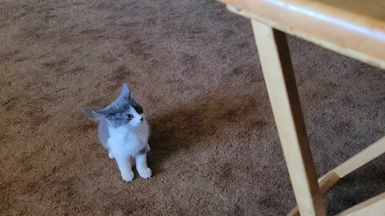 Enlarge Buttercup, a Adoptable Domestic Medium Hair in Springfield, OR video 5/5
