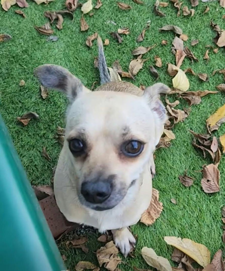 Enlarge Floyd, a Adoptable mixed breed in Cedar Rapids, IA image 2/4