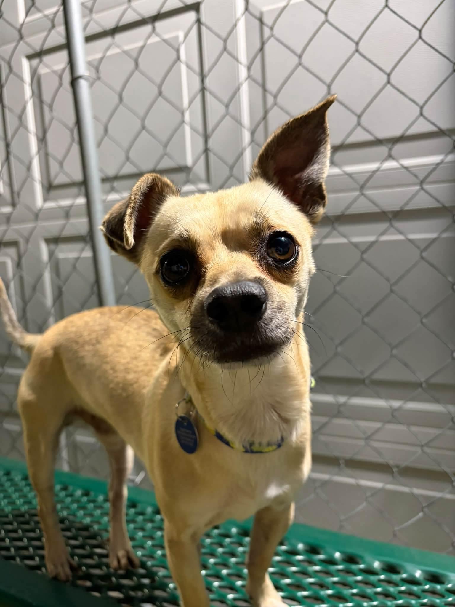 Floyd, Adoptable, Adult Male Chihuahua & Mixed Breed.