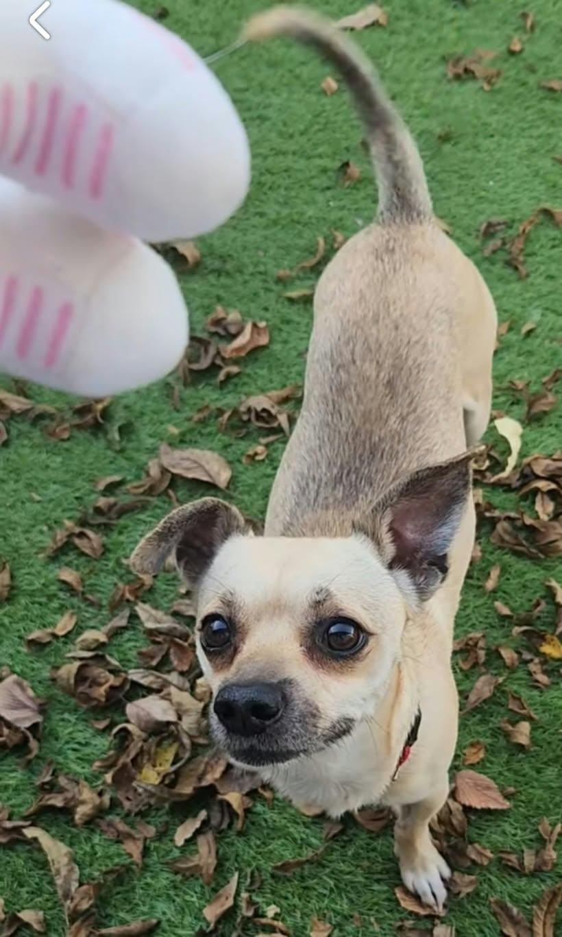 Enlarge Floyd, a Adoptable mixed breed in Cedar Rapids, IA image 4/4