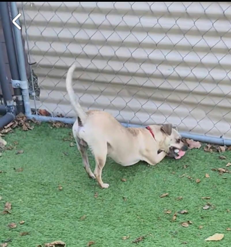 Enlarge Floyd, a Adoptable mixed breed in Cedar Rapids, IA image 3/4