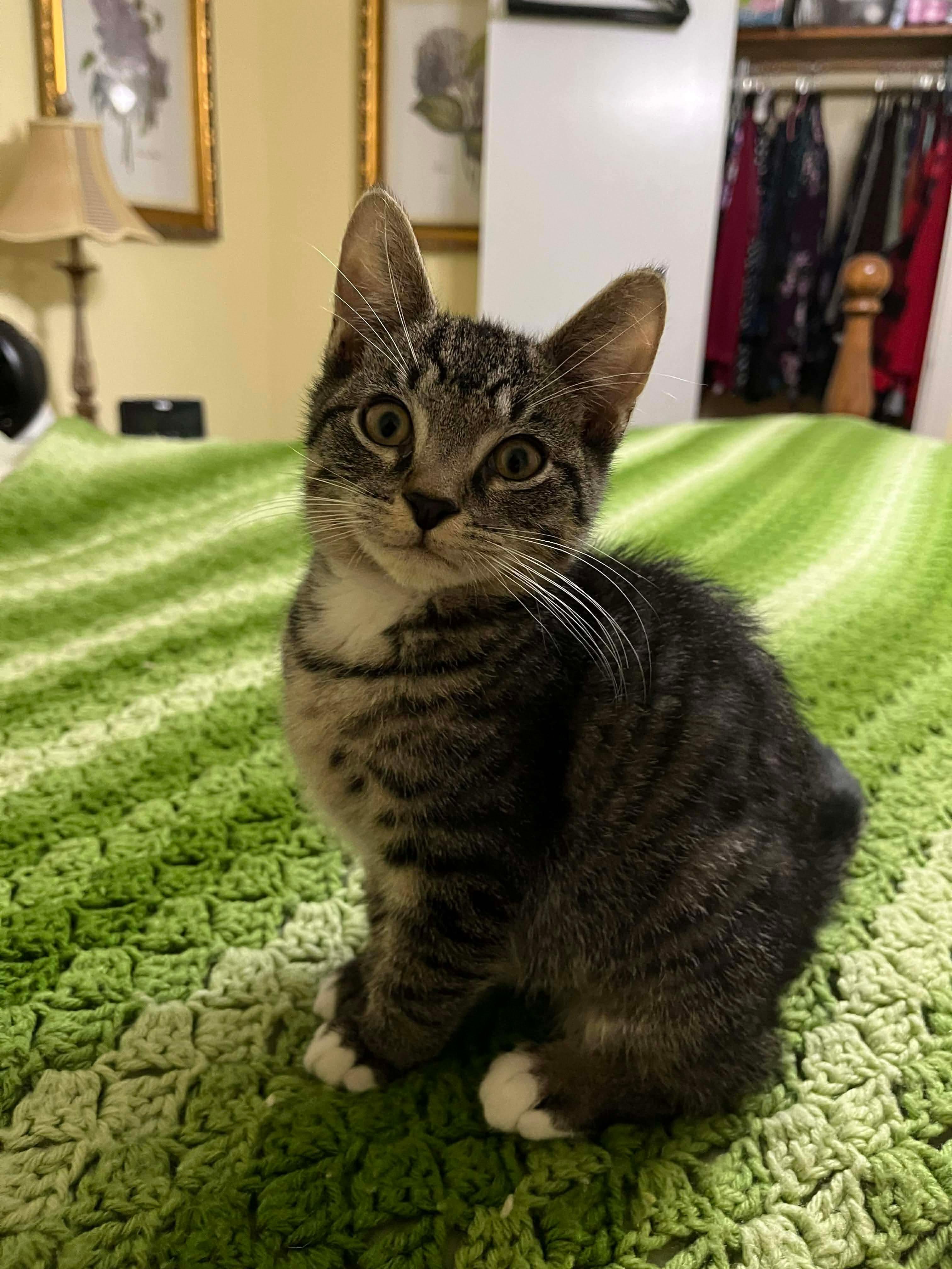 Enlarge Pepper, a ADOPTABLE Domestic Short Hair in Belchertown, MA image 1/2