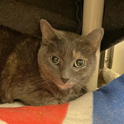 Bailey, Adoptable, Adult Female Domestic Short Hair & Domestic Short Hair.