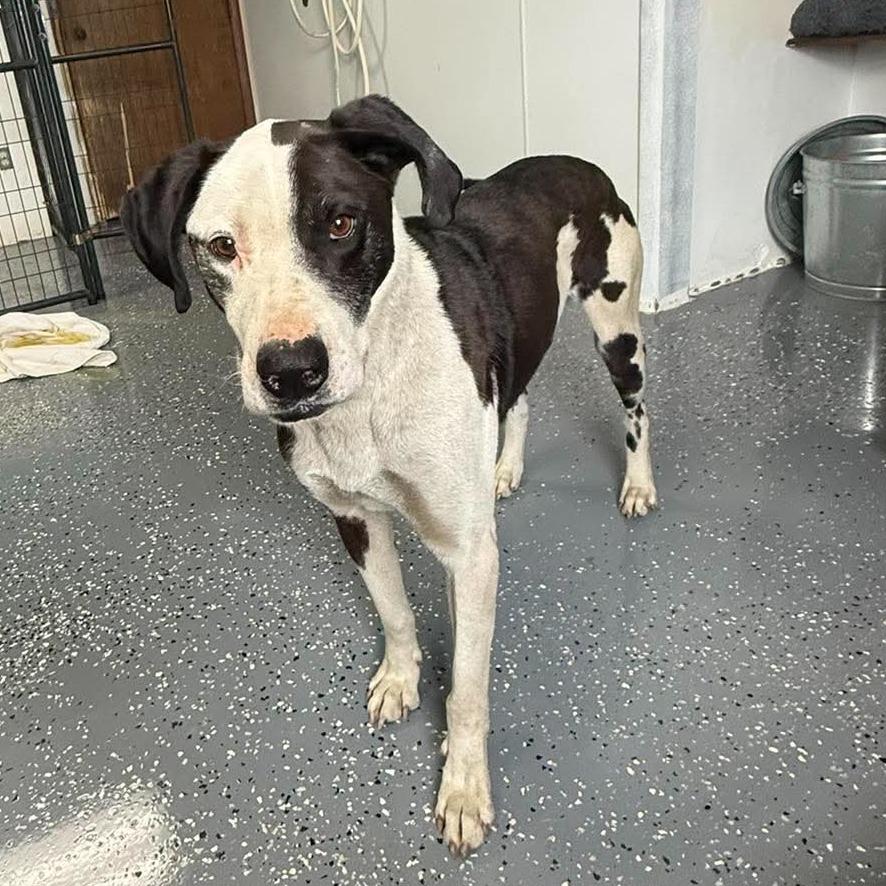 Enlarge Denton, a Adoptable Great Dane in Archbold , OH image 1/1