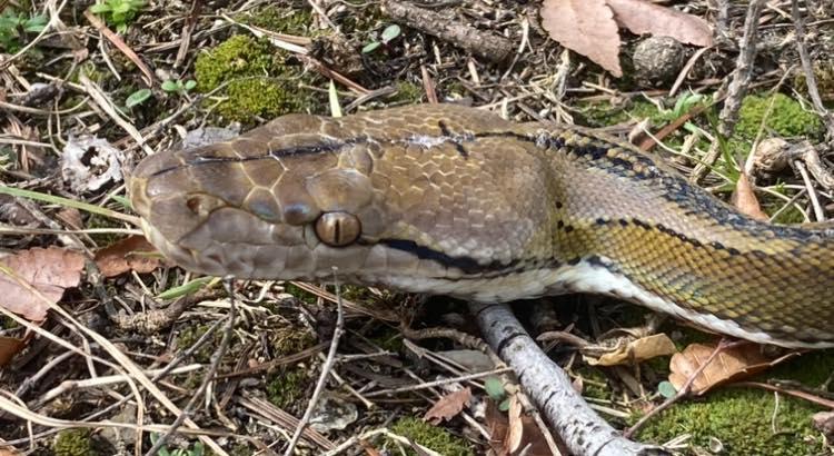 Enlarge Neldie, a ADOPTABLE Python in Palmerton, PA image 3/3