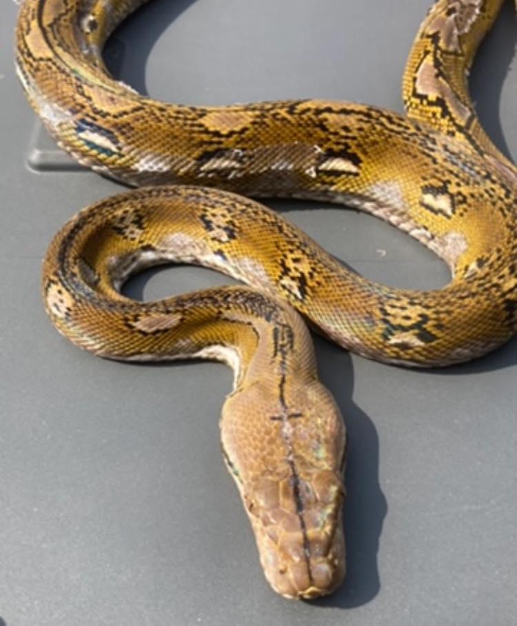 Enlarge Neldie, a ADOPTABLE Python in Palmerton, PA image 2/3