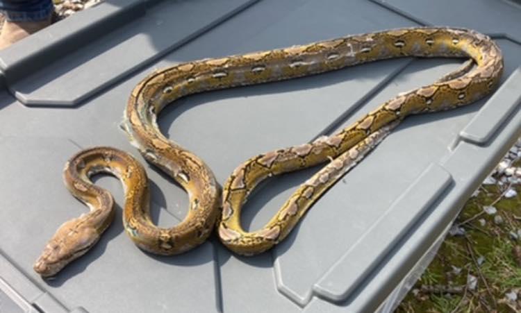 Neldie, ADOPTABLE, Young Female Python.