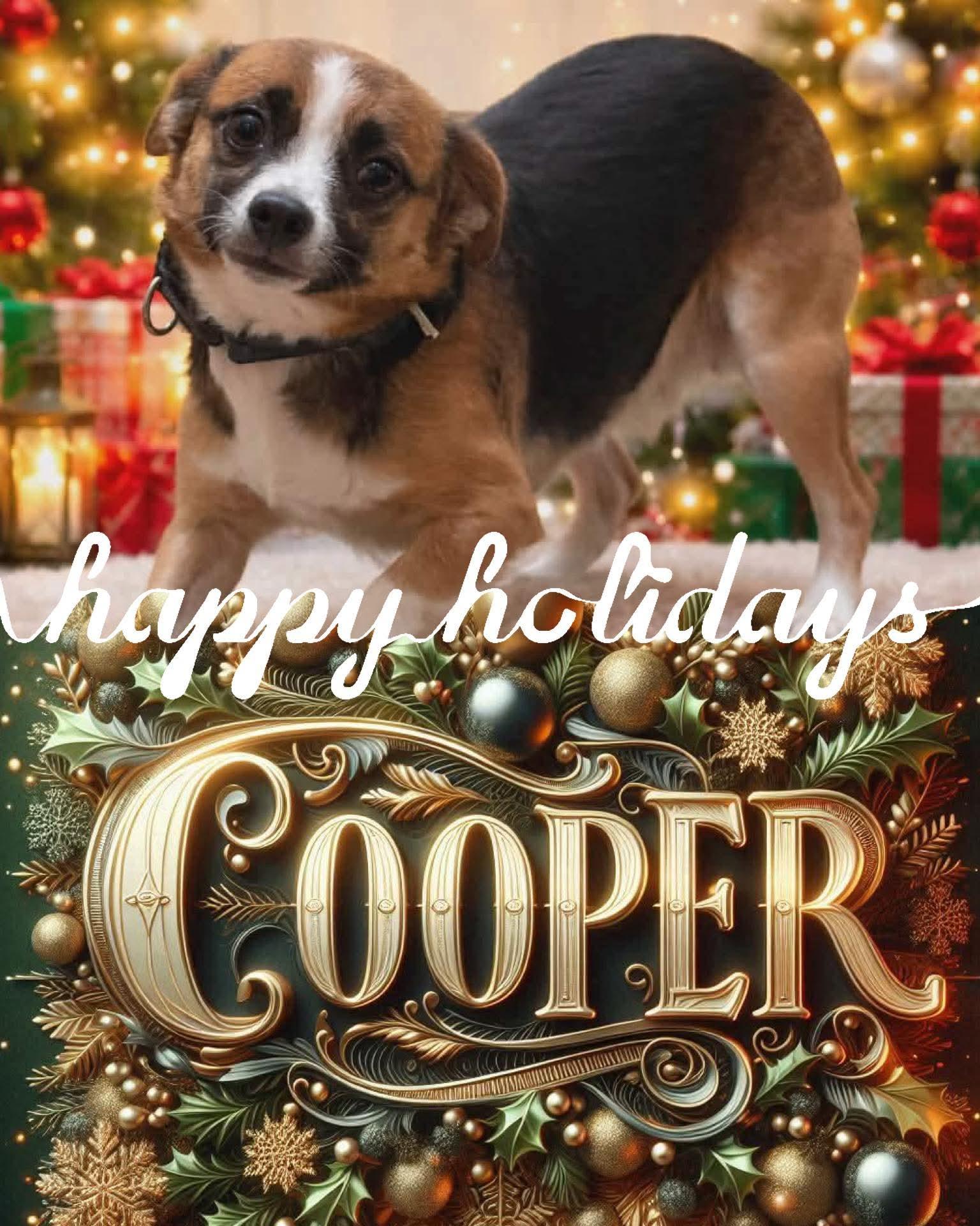 COOPER tinycauseadopt@gmail.com , an adopted mixed breed in Vandergrift, PA image 2/2