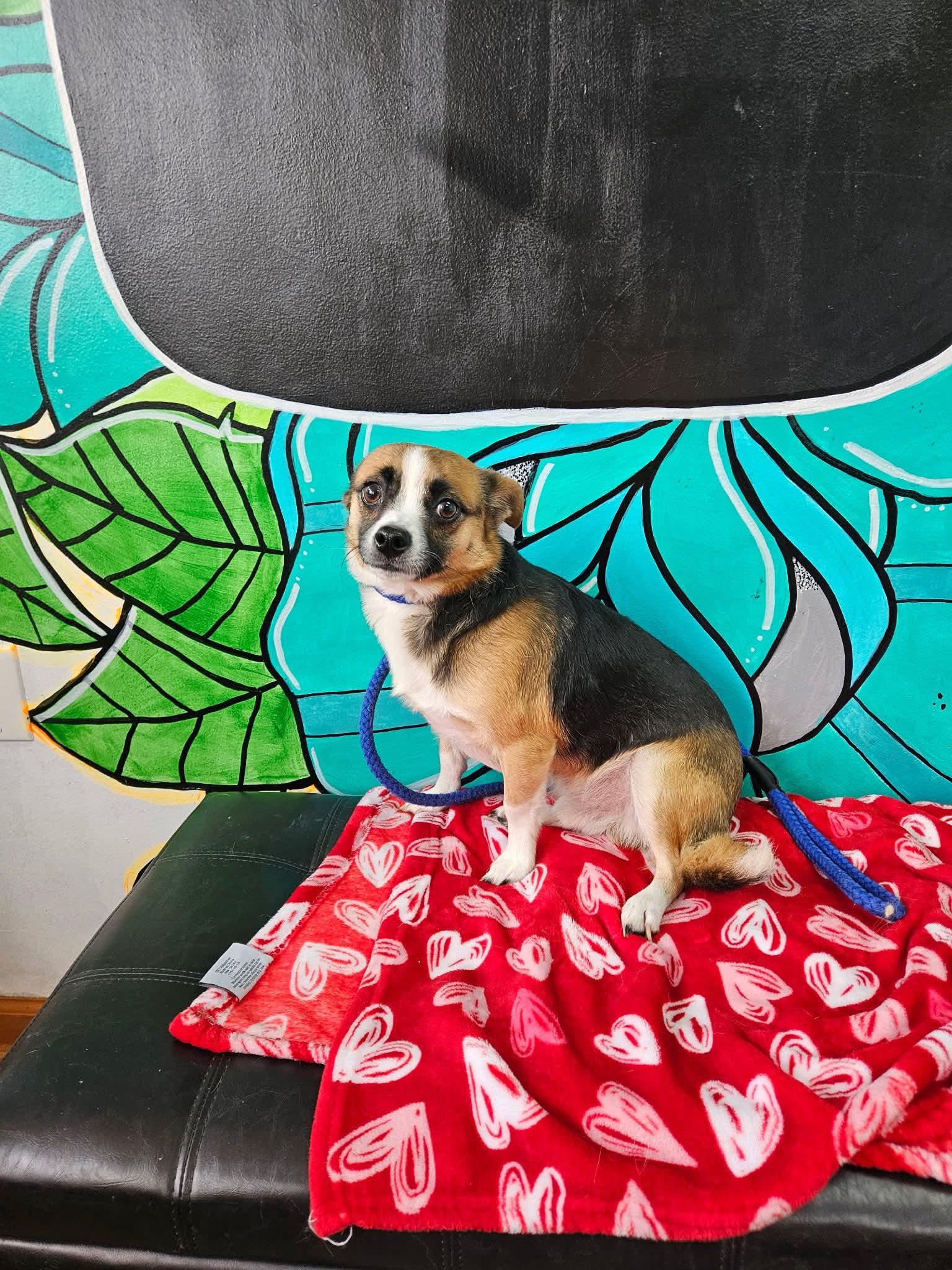 COOPER tinycauseadopt@gmail.com , adopted, Young Male Chihuahua.