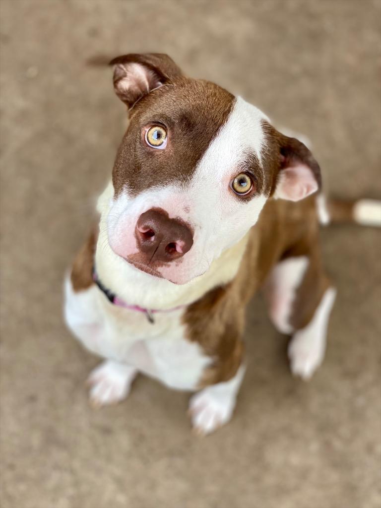Lucy, a Adoptable mixed breed in Urbandale, IA image 1/2