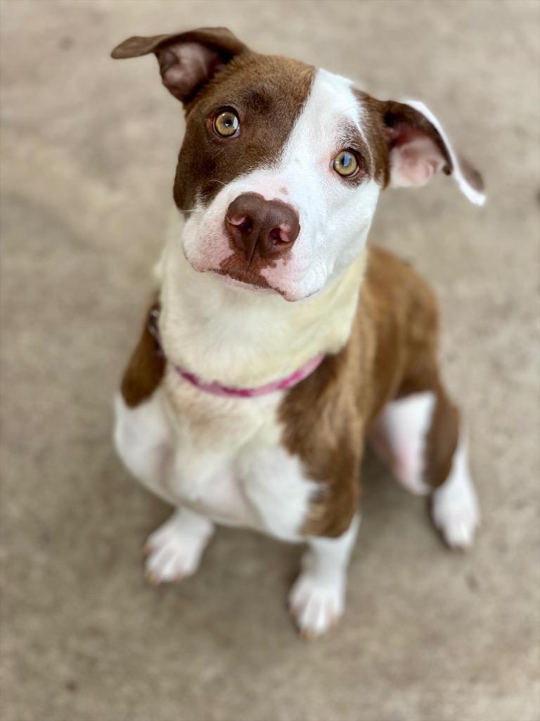 Lucy, a Adoptable mixed breed in Urbandale, IA image 2/2