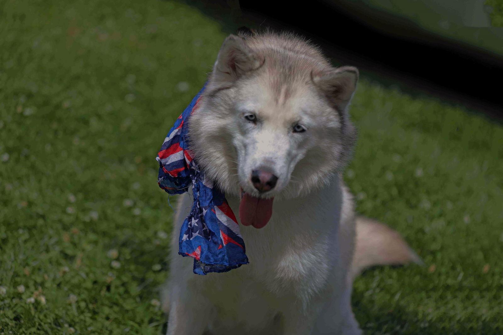 Lilibet, a Adoptable Siberian Husky in Walnut Creek, CA image 1/3