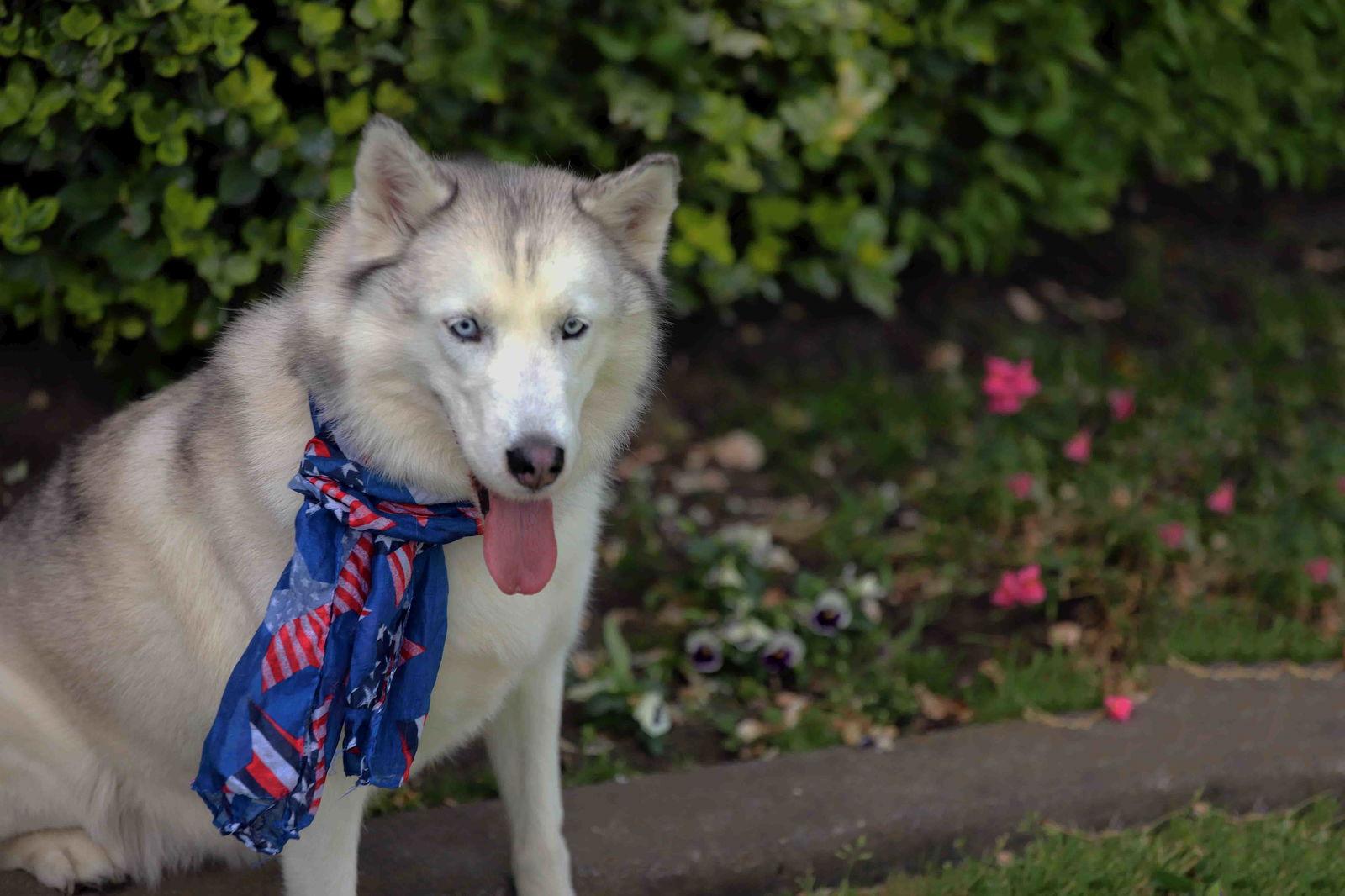 Lilibet, a Adoptable Siberian Husky in Walnut Creek, CA image 2/3
