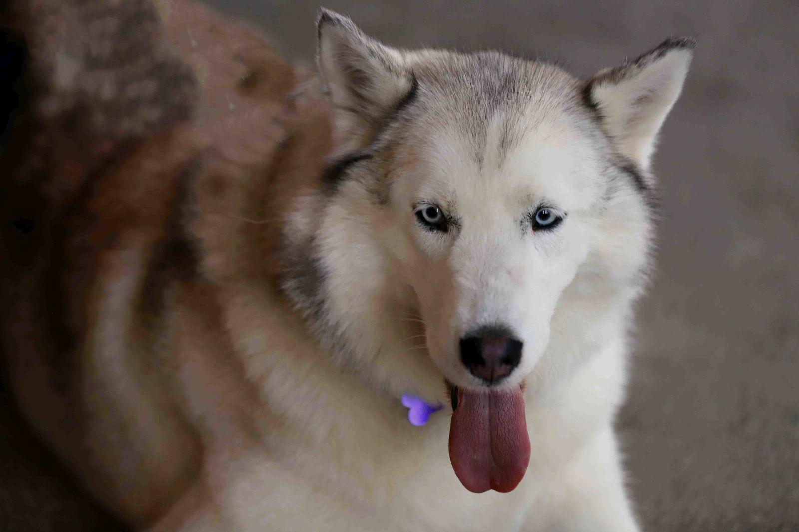 Lilibet, a Adoptable Siberian Husky in Walnut Creek, CA image 3/3