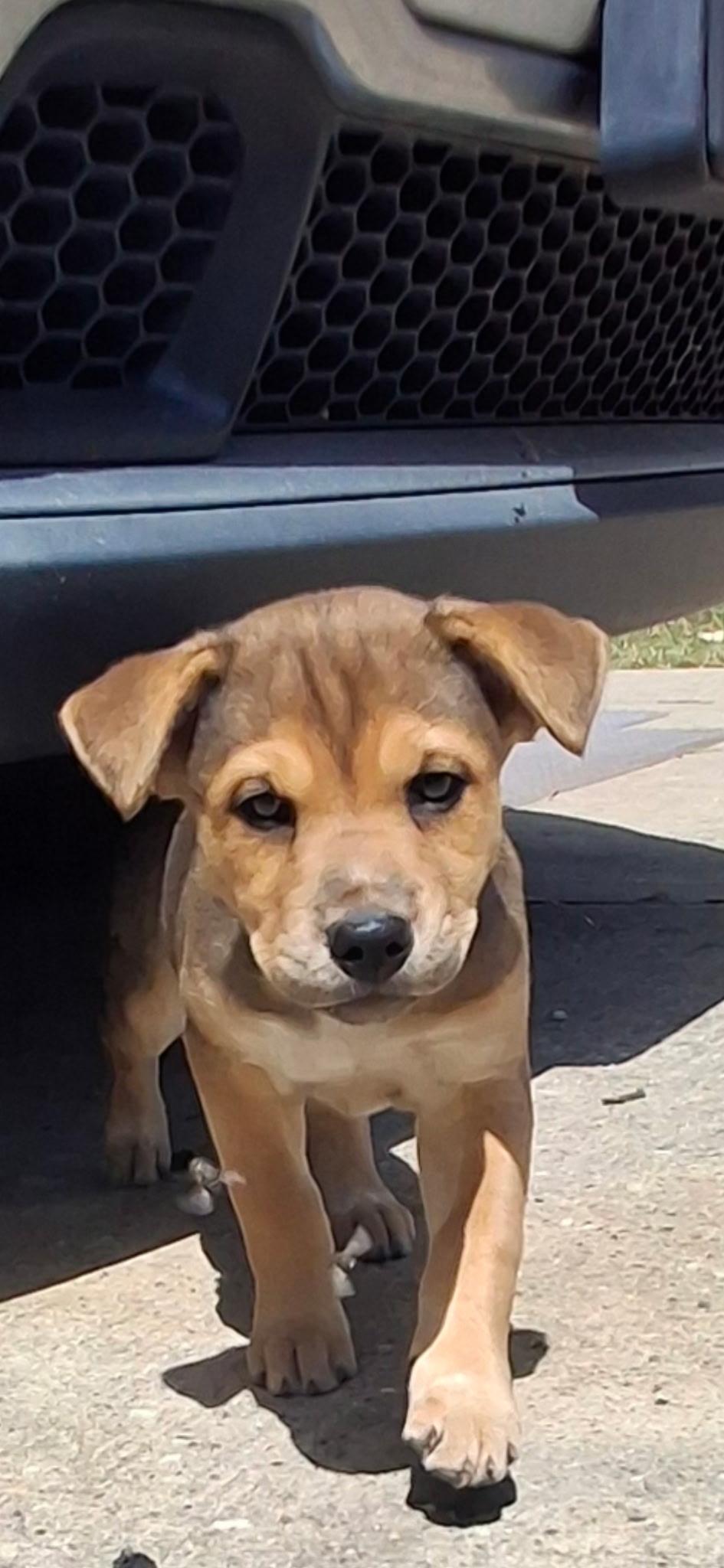 Dog for adoption - Millie, a Mixed Breed in Raleigh, NC | Petfinder