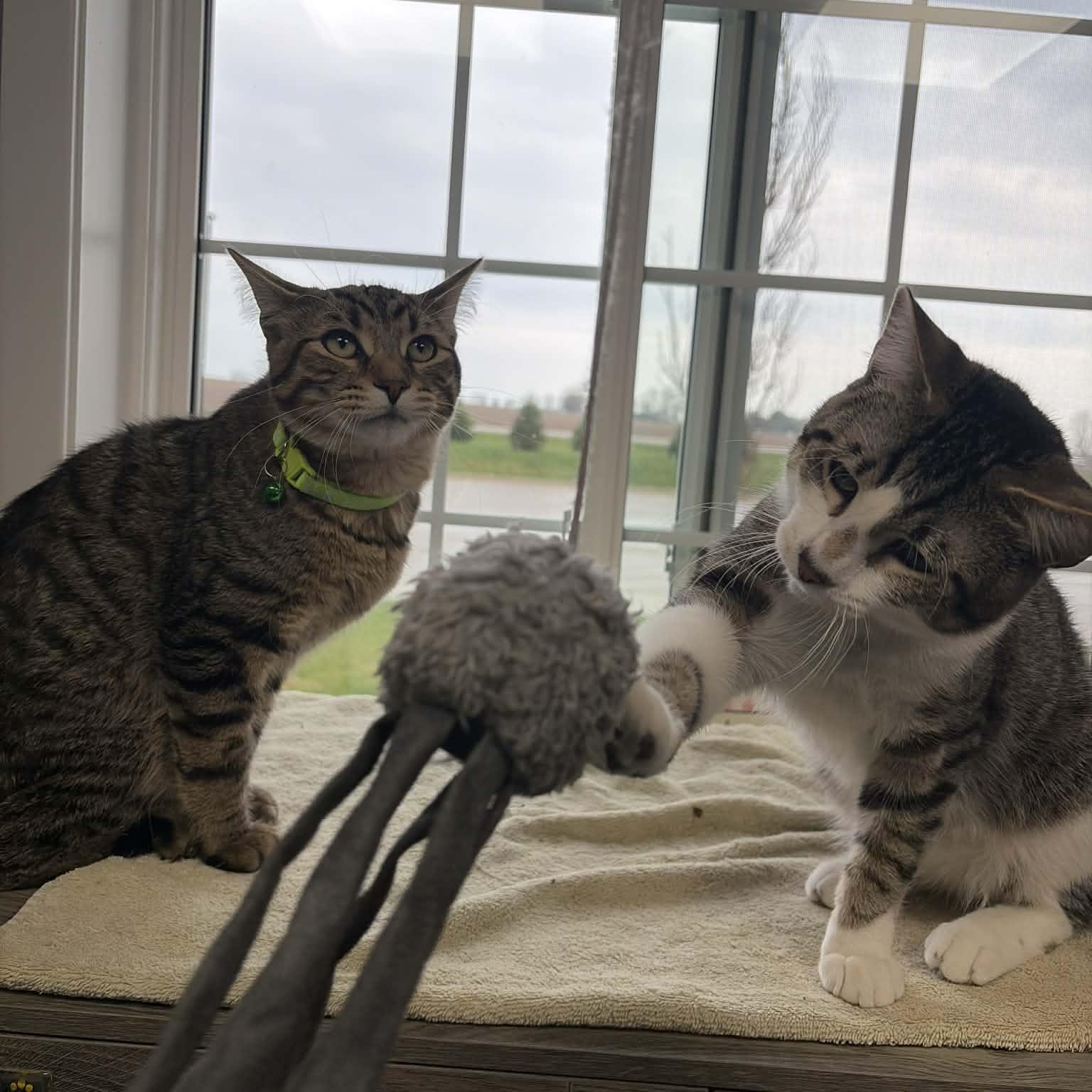 Enlarge Jupiter , a ADOPTABLE Domestic Short Hair in Minooka, IL image 3/5