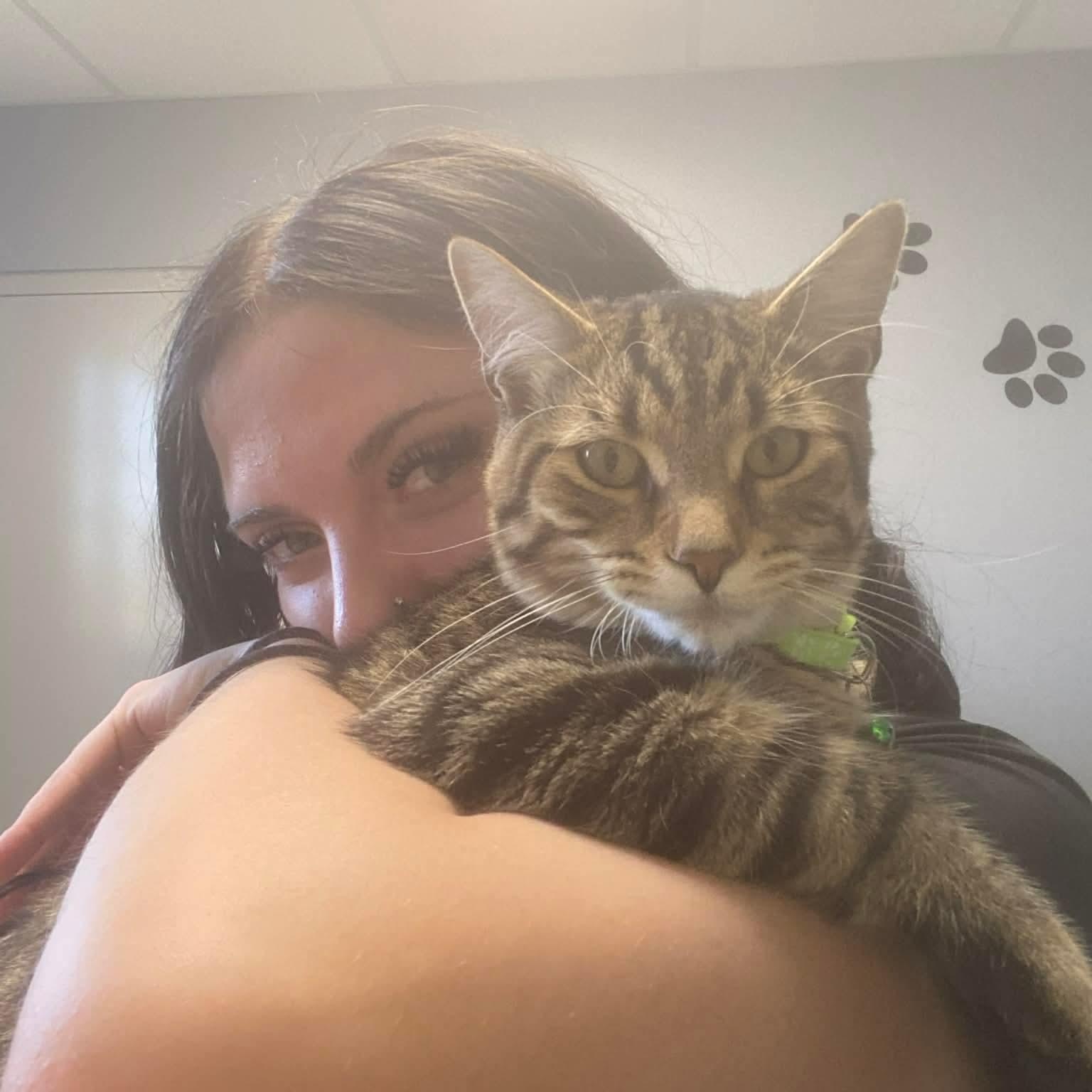 Enlarge Jupiter , a ADOPTABLE Domestic Short Hair in Minooka, IL image 1/5