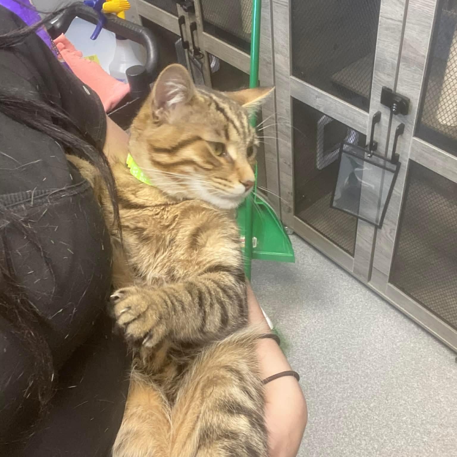 Enlarge Jupiter , a ADOPTABLE Domestic Short Hair in Minooka, IL image 5/5