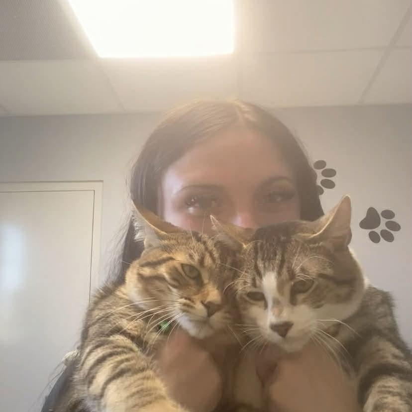 Enlarge Jupiter , a ADOPTABLE Domestic Short Hair in Minooka, IL image 4/5