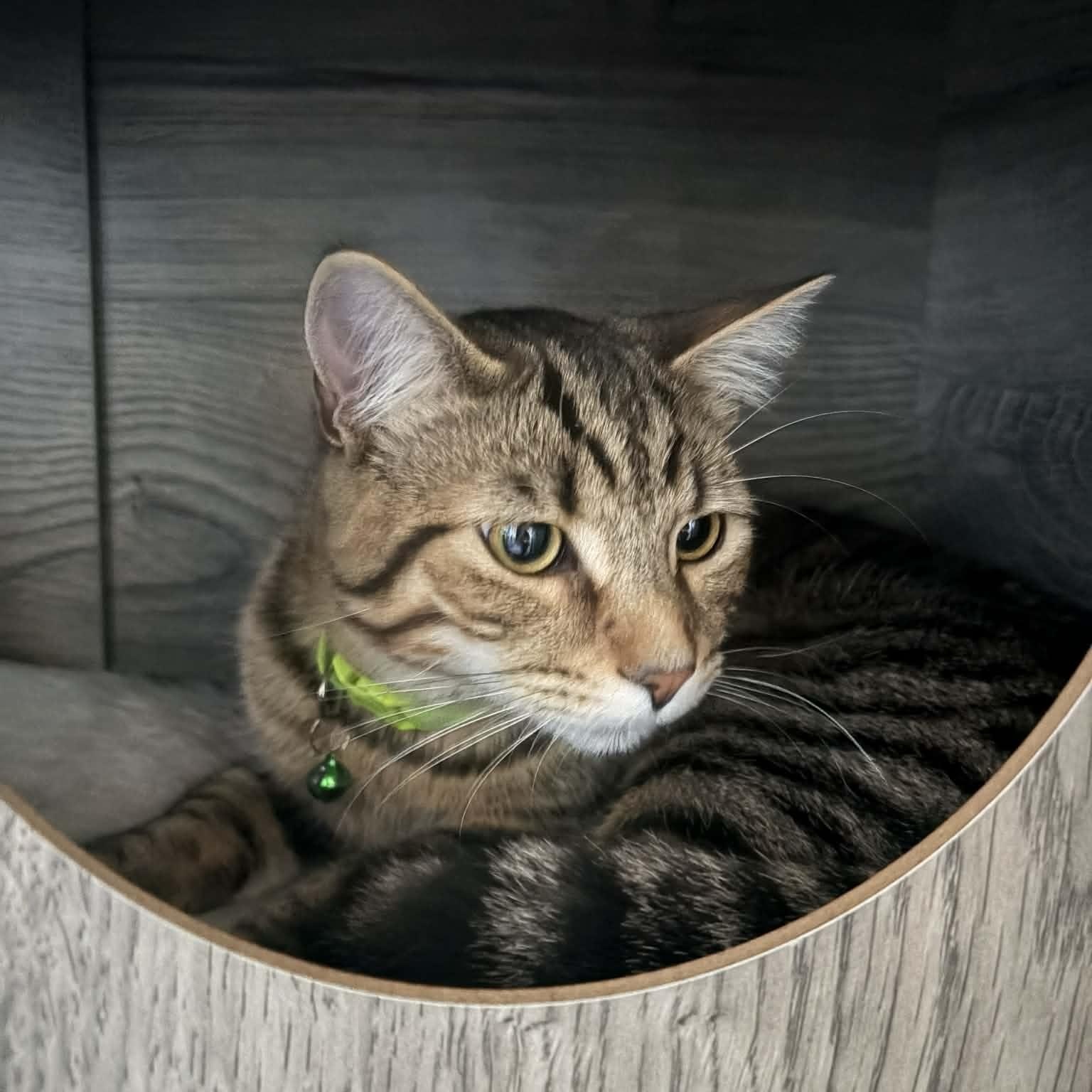 Enlarge Jupiter , a ADOPTABLE Domestic Short Hair in Minooka, IL image 2/5