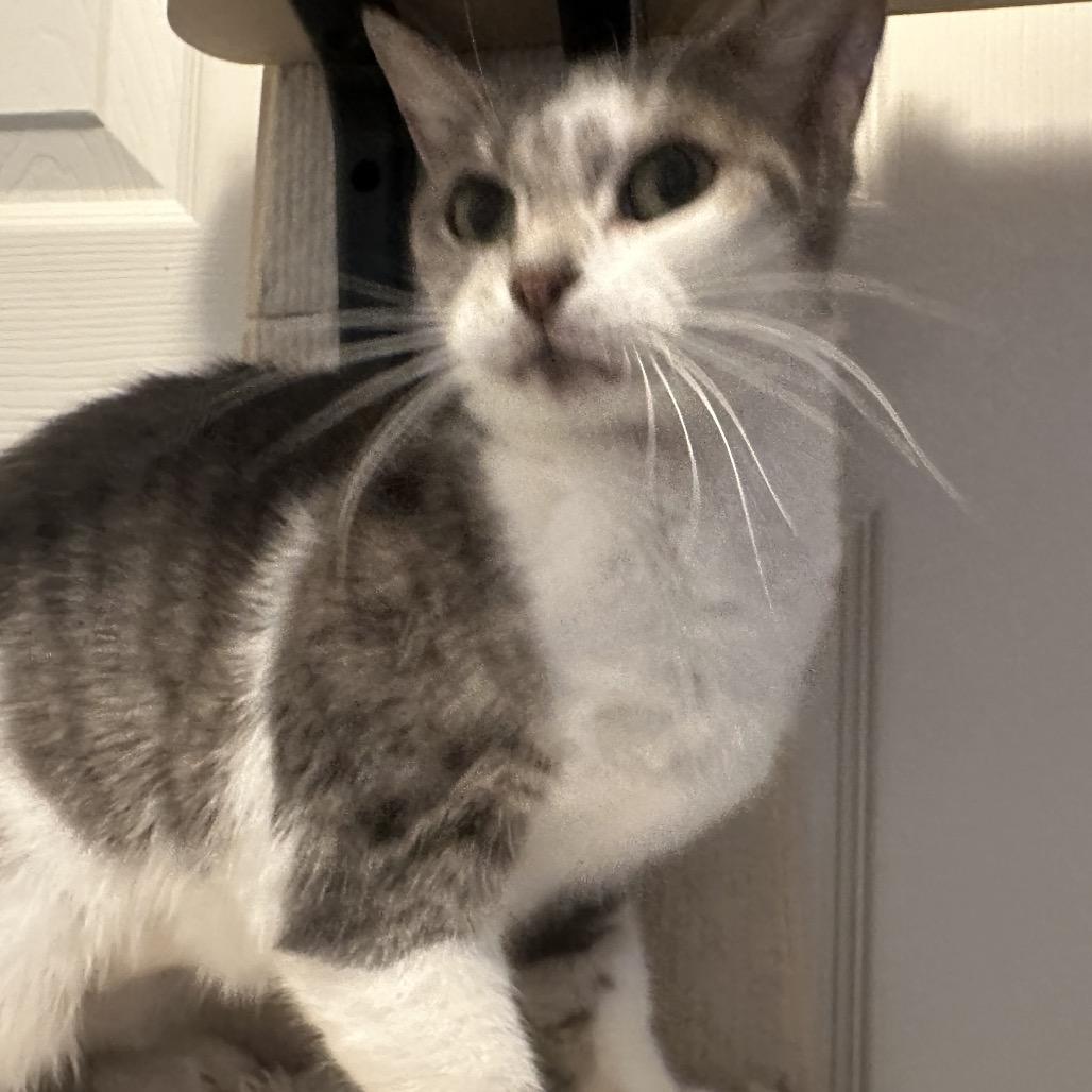 Xena, Adoptable, Adult Female Domestic Short Hair.