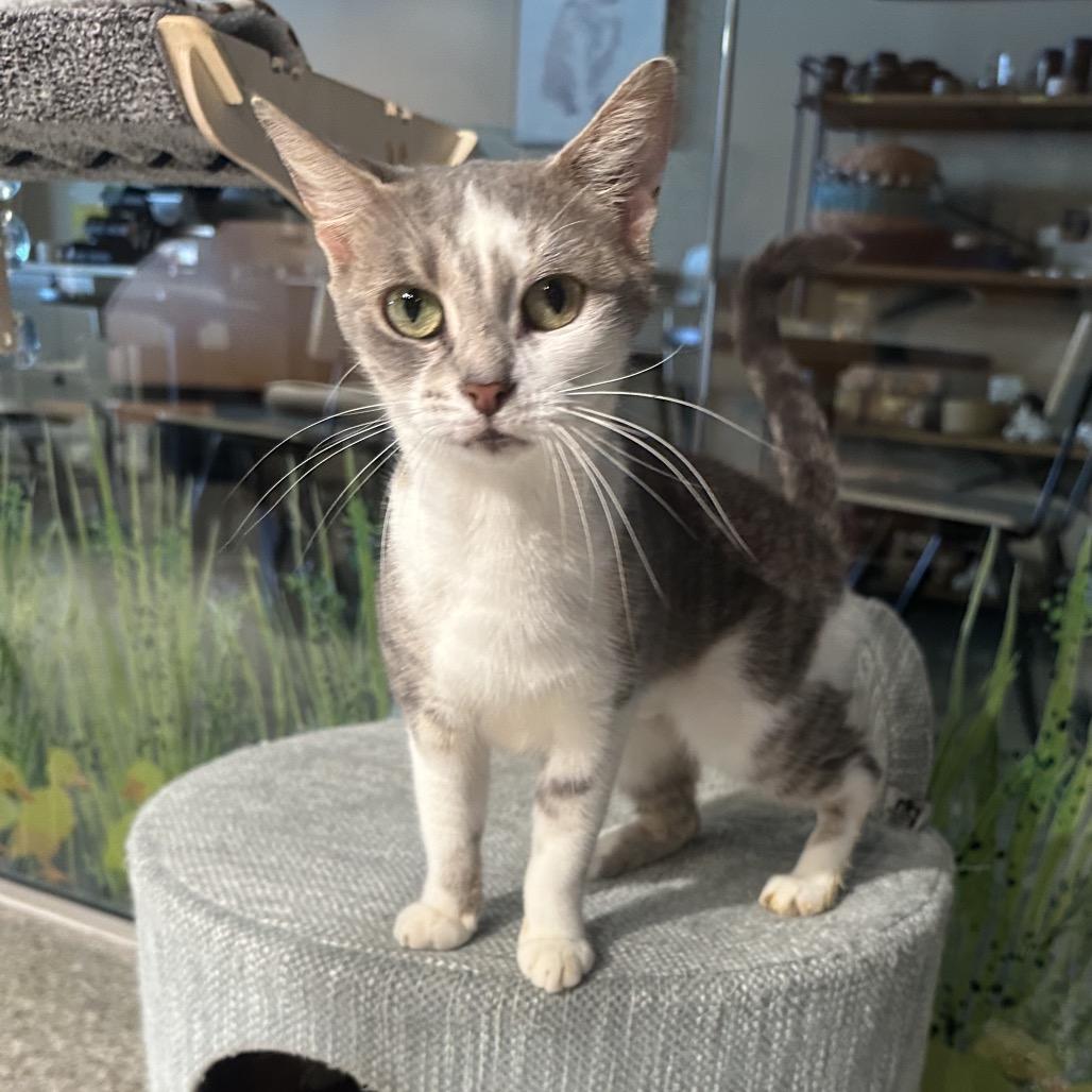 Enlarge Xena, a Adoptable Domestic Short Hair in Greenfield, IN image 2/4